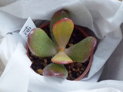 japan ちょっと色合いの違う金のなる木を育てることにしました。 1月