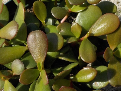 japan 姫花月と普通のカネノナルキは違うんですね。 3月