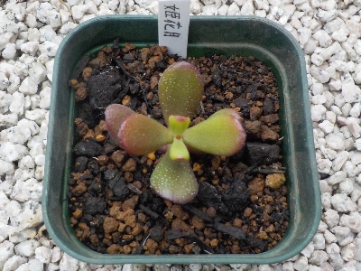 japan 姫花月の植え替えをしました。 4月