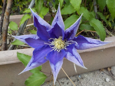 japan 咲きかけでいびつな形のクレマチスの花です。 4月