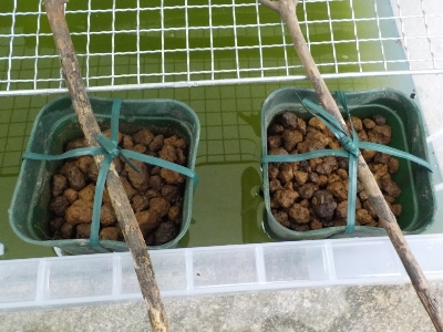 japan 三つ葉のタネを蒔いた鉢をメダカのタンクに浸けました。 8月