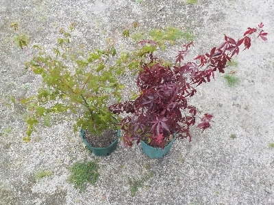 japan モミジの葉っぱが茂って恰好悪いので、そのうち剪定するつもりです。 4月