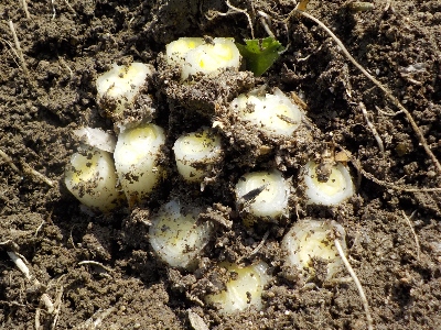 japan 長ネギを掘って収穫するのは面倒なのでやめました。 3月