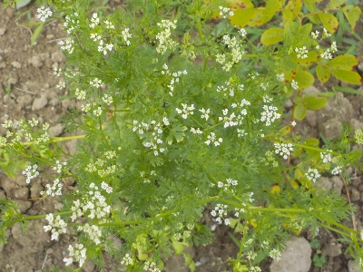 japan パクチーの花が沢山咲いています。 8月