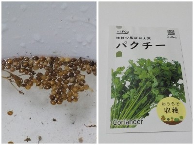 japan パクチーの実を収穫しましたが、タネが入っていませんでした。 9月