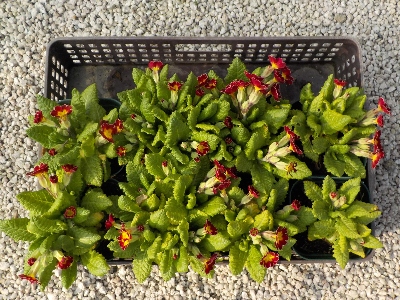 japan 小さいプリムラが沢山出来ました。 3月