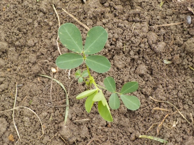 japan 落花生の苗を3本畑に植えました。 6月