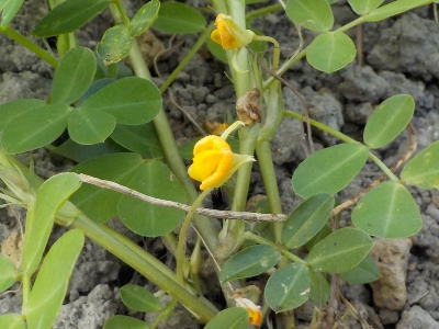 japan 落花生周りの草を抜いたら、花が咲いているのがわかりました。 7月
