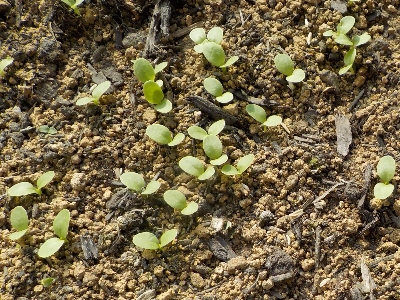japan サンシュのタネを育苗箱に蒔いたら、沢山発芽しました。 3月