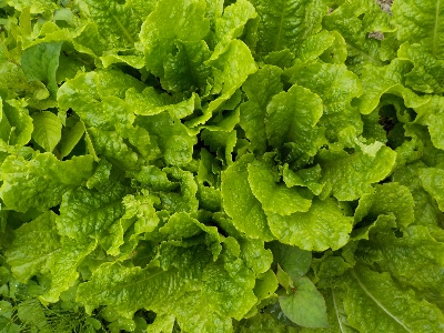 japan パラパラ蒔いた種が育ってサンチュ食べ放題です。 6月