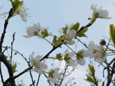 japan 今年は剪定で多めに枝を切ったので花が少ないです。 3月