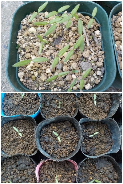 japan ミニトマトが発芽したので間引きしないで植え替えしました。 5月