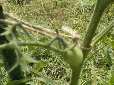 japan スーパーの実生のトマトは夏の内に食べれそうです。 7月