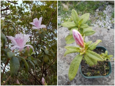 japan 挿し木で育てたツツジにツボミが出来ていました。 3月