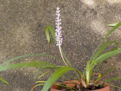 japan 植木鉢のヤブランが開花して、とっても可愛い。 8月